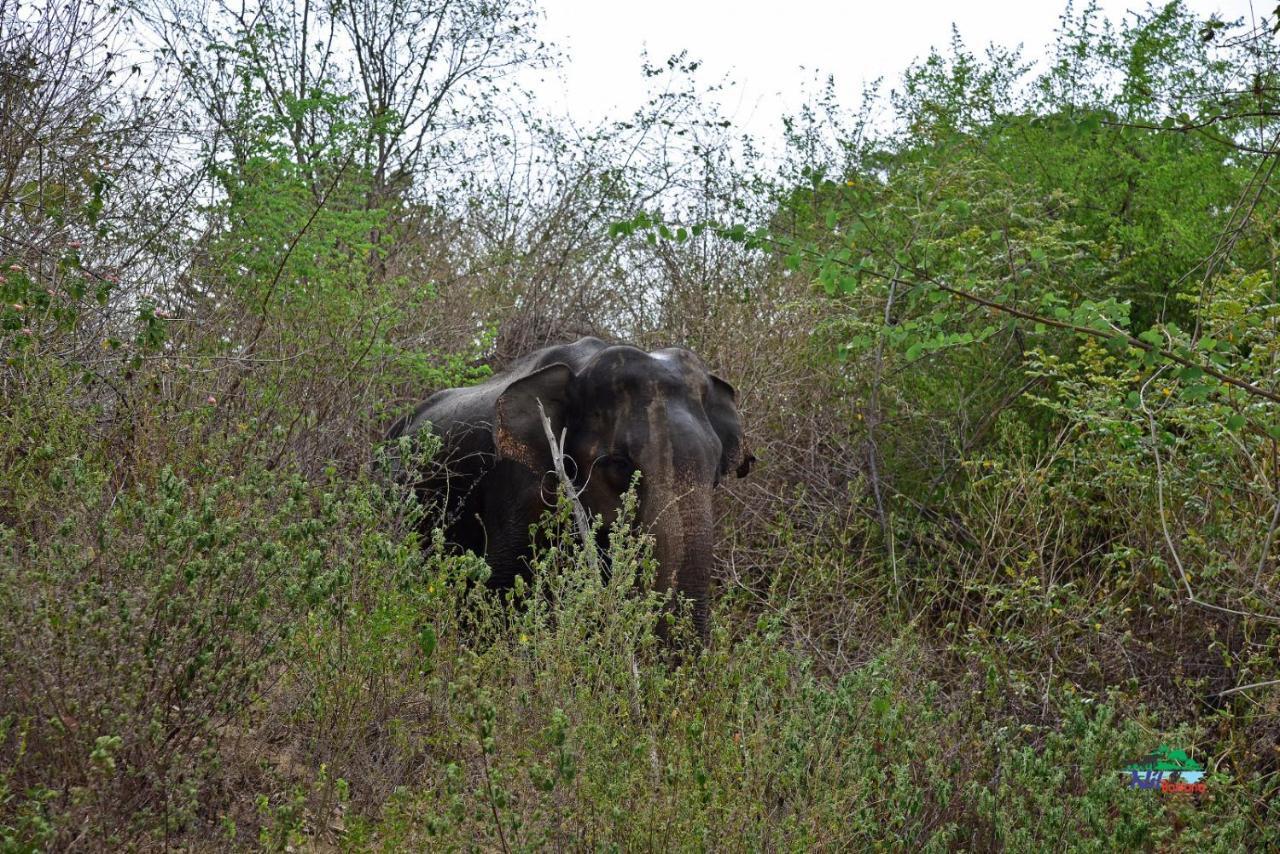 Nil Bawana Nature Resort Udawalawe Buitenkant foto